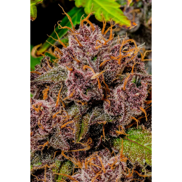Lemon Cherry Cookies Auto 2 Lemon Cherry Cookies Auto 2