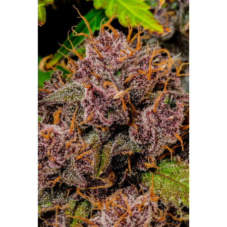 Lemon Cherry Cookies Auto 2