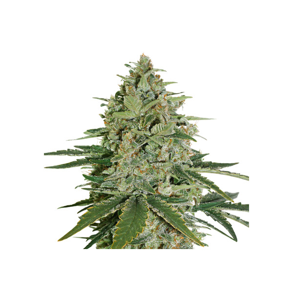 Super Skunk fem â  - 1