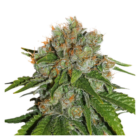 Amnesia fem â™€  - 1