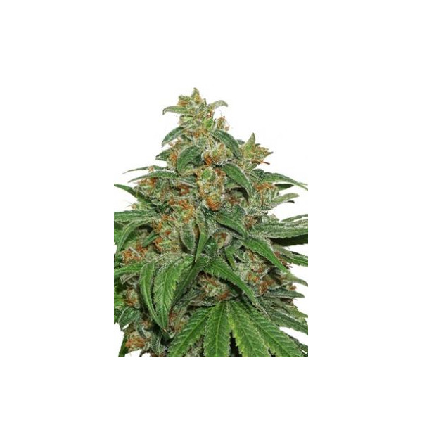 AK420 fem â™€  - 1