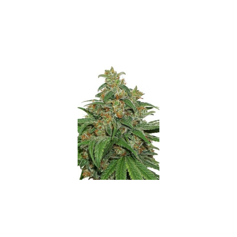 AK420 fem â™€  - 1