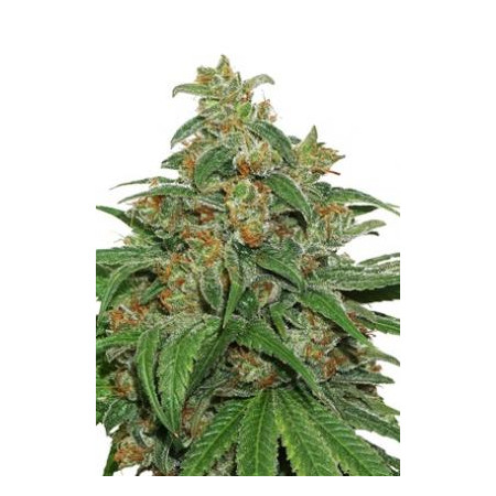 AK420 fem â™€  - 1