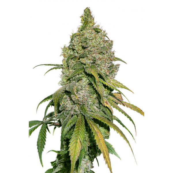 Do-si-Dos fem â™€  - 1