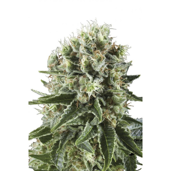 Critical Kush â  - 1