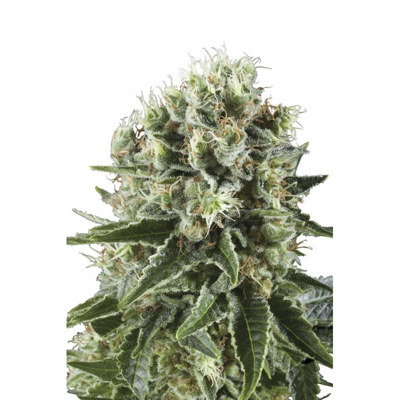 Critical Kush ♀ - 1 Critical Kush ♀ - 1