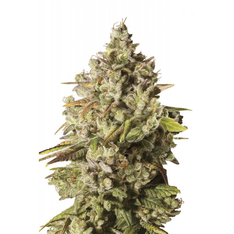 Royal Gorilla â™€  - 1