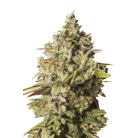 Royal Gorilla â™€  - 1