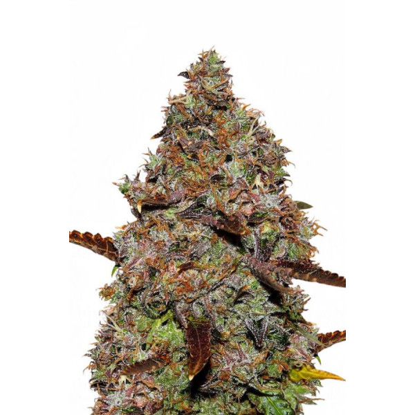 Gelato 41 â  - 1