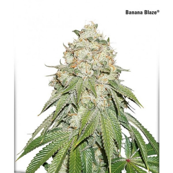 Banana Blaze â™€  - 1
