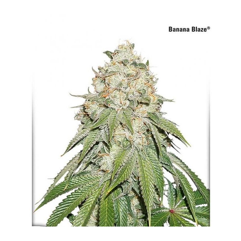 Banana Blaze â™€  - 1