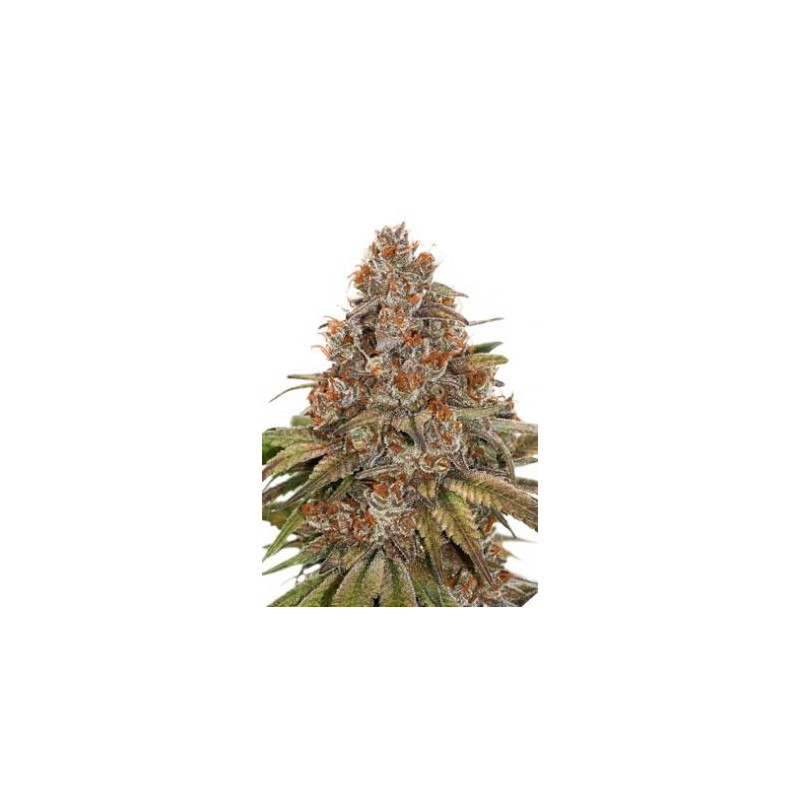 Blackberry Gum ♀ - 1 Blackberry Gum ♀ - 1