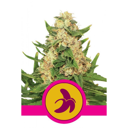 Fat banana â™€  - 1