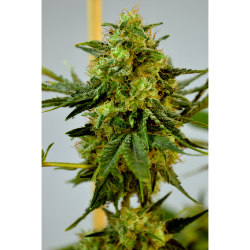 Big Bud ♀ - 1 Big Bud ♀ - 1
