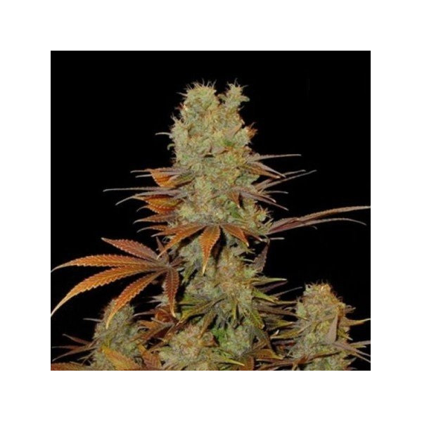 SUNMANGO â™€  - 1