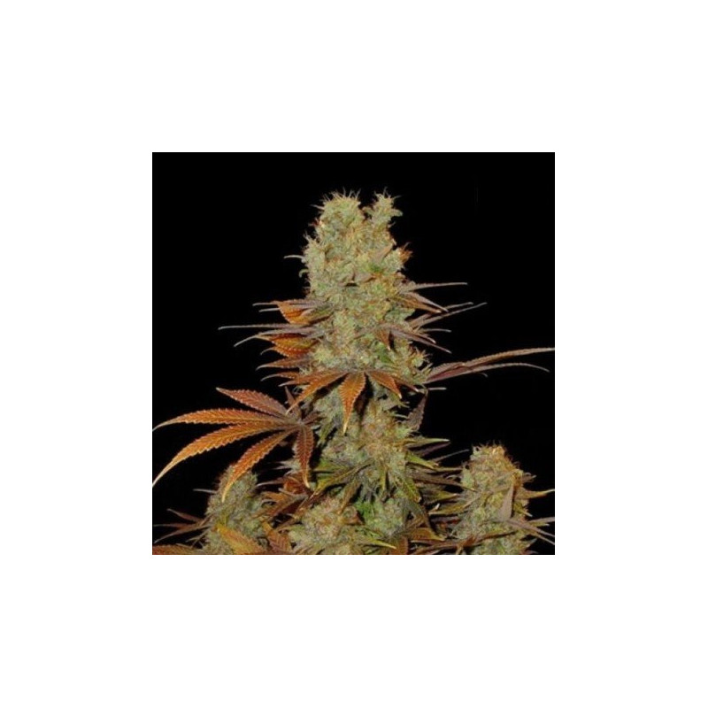 SUNMANGO ♀ - 1 SUNMANGO ♀ - 1