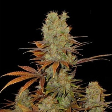 SUNMANGO â™€  - 1