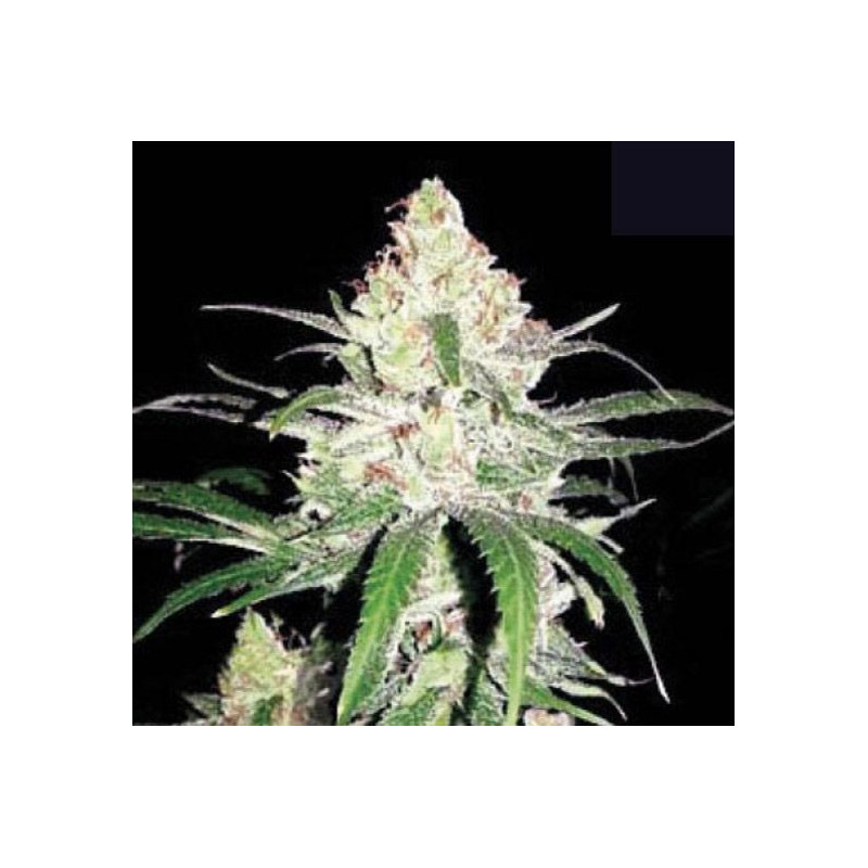 SPECIAL LIME HAZE â - 1 SPECIAL LIME HAZE â - 1