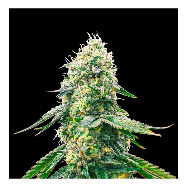 GELATO SAMBA â™€  - 1