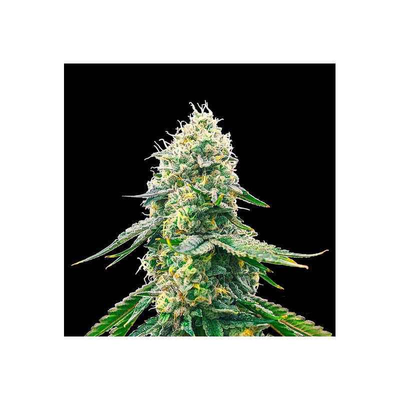 GELATO SAMBA ♀ - 1 GELATO SAMBA ♀ - 1
