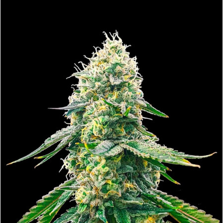 GELATO SAMBA â™€  - 1