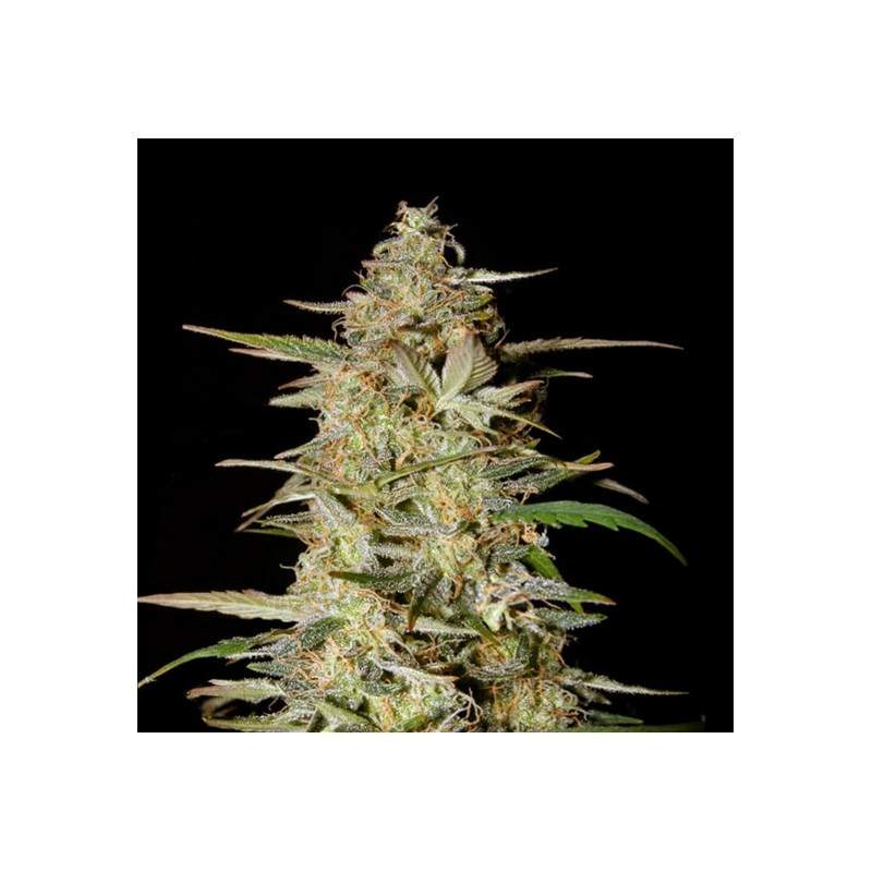 AUTO HINDU KUSH ♀ - 1 AUTO HINDU KUSH ♀ - 1
