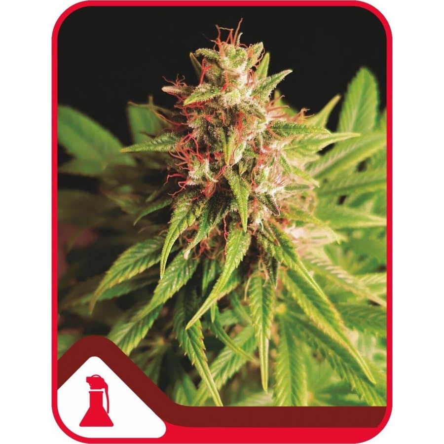 Red Cross CBD â™€  - 1