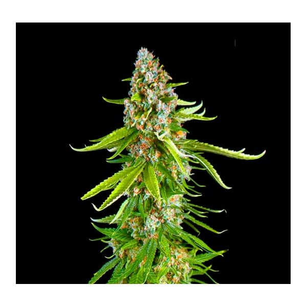 GRANDE CRACK â™€  - 1