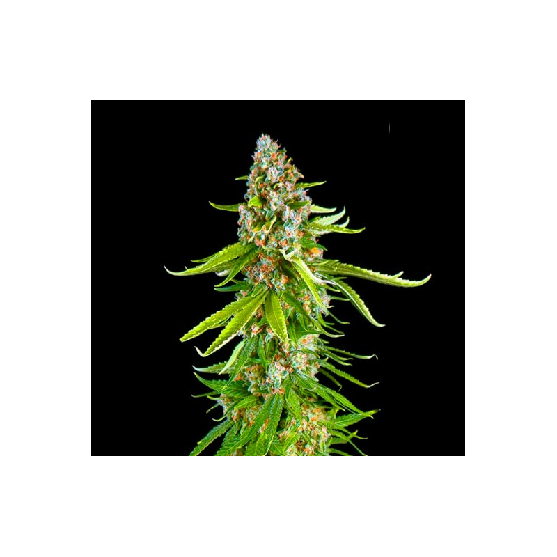 GRANDE CRACK â™€  - 1