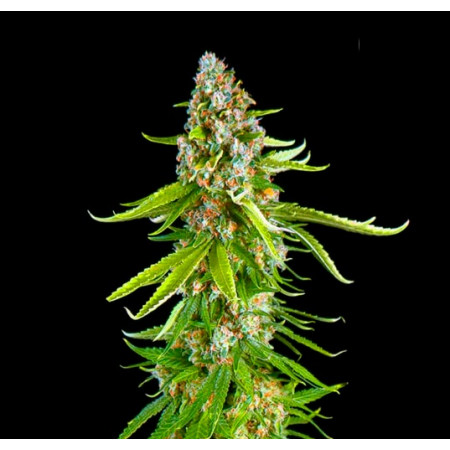 GRANDE CRACK â™€  - 1