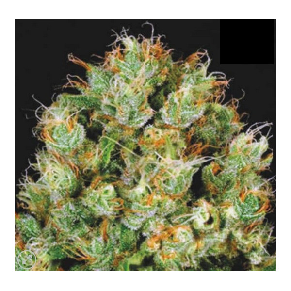 SOUR DIESEL â™€  - 1