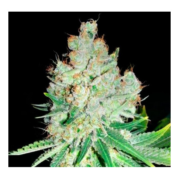 CHEESE â™€  - 1