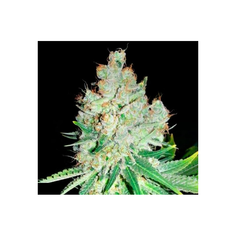 CHEESE â™€  - 1