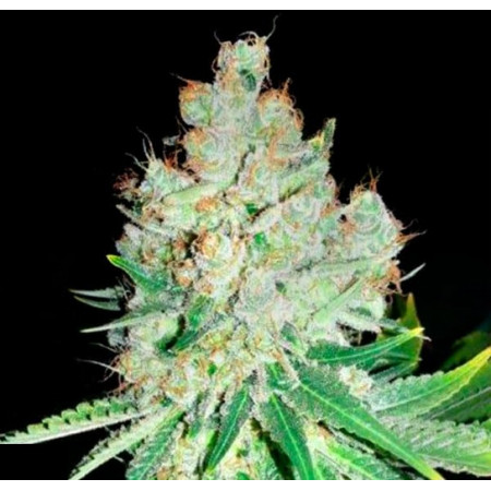 CHEESE â™€  - 1