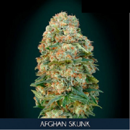 Afghan Skunk â™€  - 1