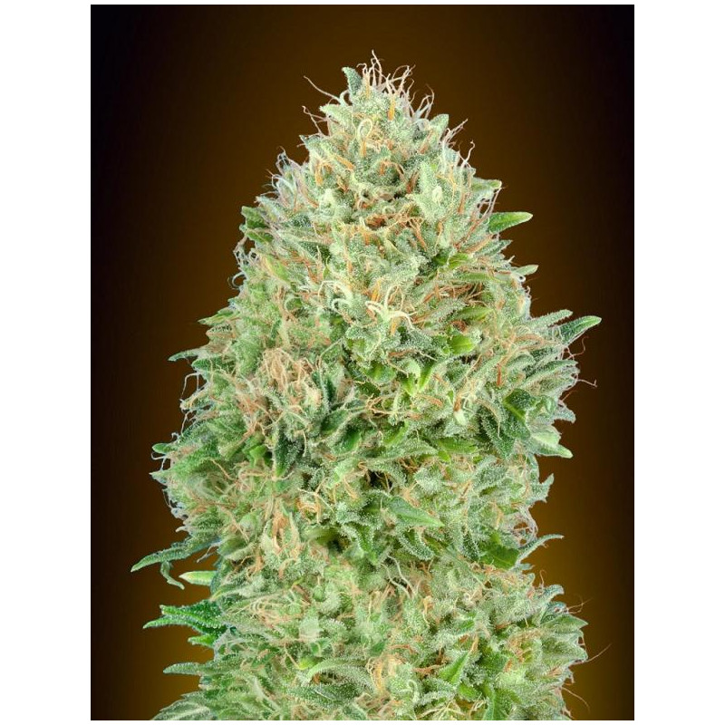 Pineapple Glue â - 1 Pineapple Glue â - 1