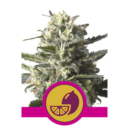 Lemon Shining Silver Haze â™€  - 1