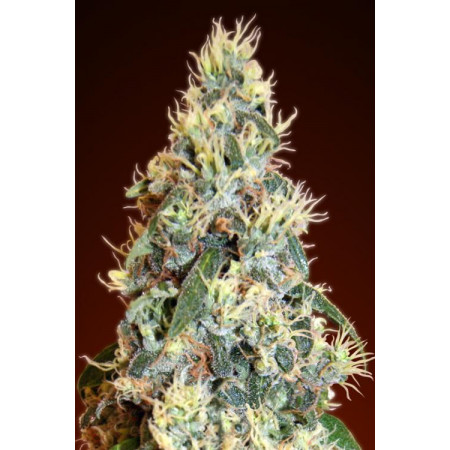Jack Herer Auto  - 1