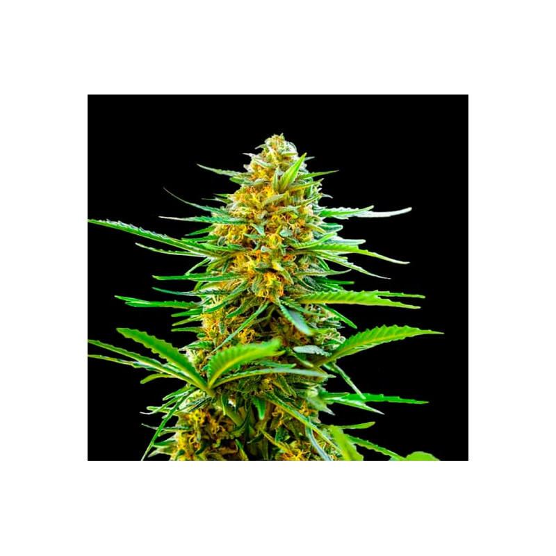 Banana Monkey AUTO - 1 Banana Monkey AUTO - 1