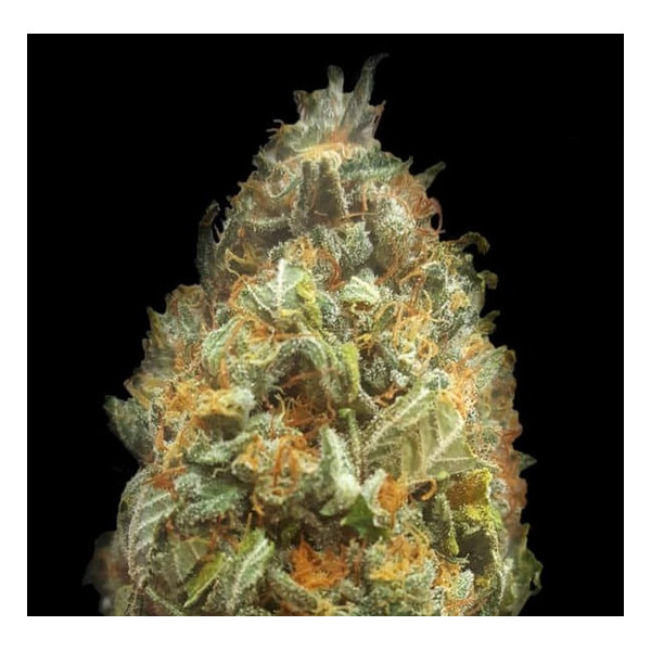 Original Orange Bud AUTO  - 1