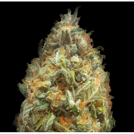 Original Orange Bud AUTO  - 1