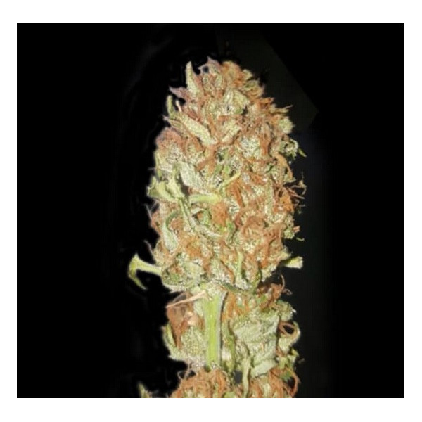 Psychedelic AUTO  - 1