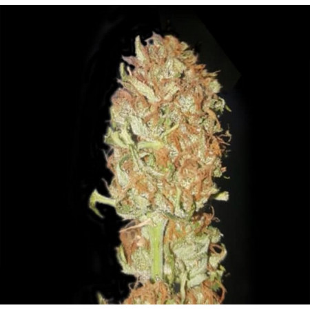 Psychedelic AUTO  - 1