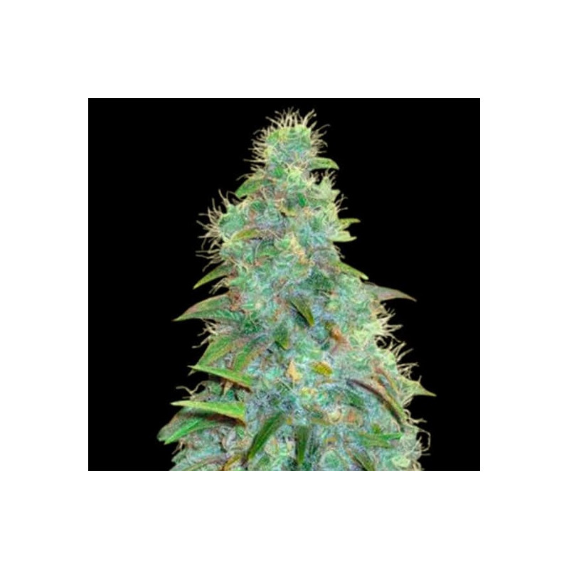 SWEET TOOTH AUTO - 1 SWEET TOOTH AUTO - 1