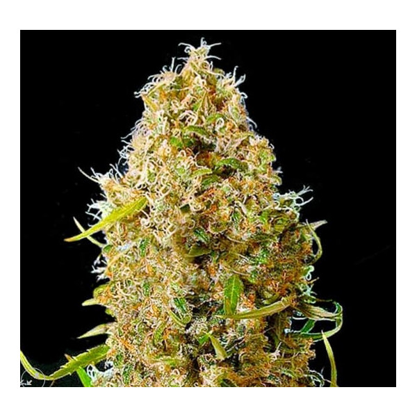 KALI,S MISTERY AUTO  - 1