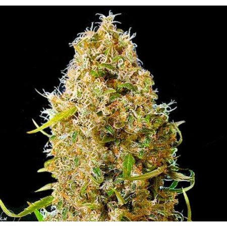 KALI,S MISTERY AUTO  - 1