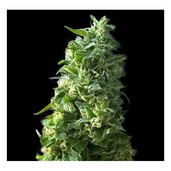 LIME SKUNK â™€  - 1