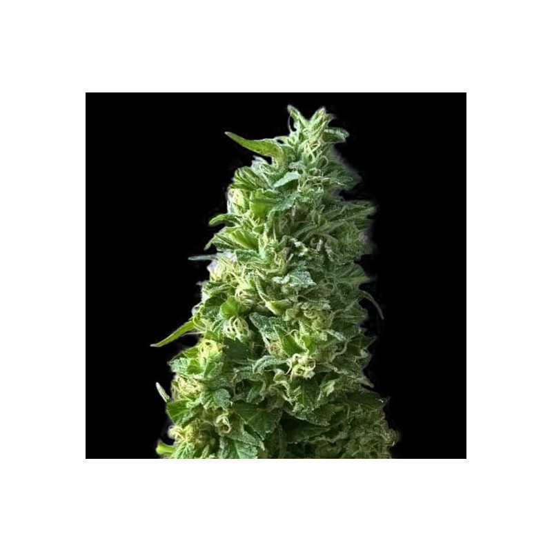 LIME SKUNK â™€  - 1