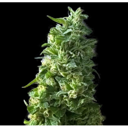 LIME SKUNK â™€  - 1