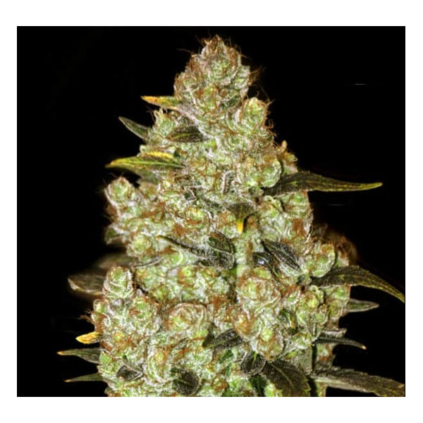 PSYCHEDELIC â™€  - 1